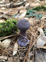 Cortinarius violaceus