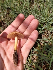 Pluteus romellii