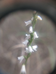 Spiranthes tuberosa