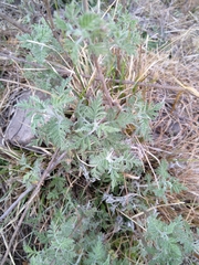 Artemisia afra
