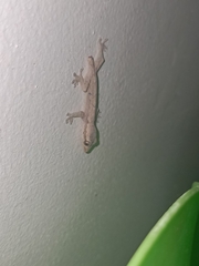 Gekkonidae