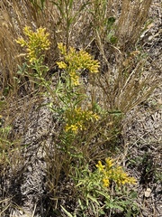 Solidago missouriensis