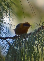 Peucedramus taeniatus