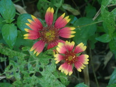 Gaillardia