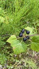 Ribes hudsonianum