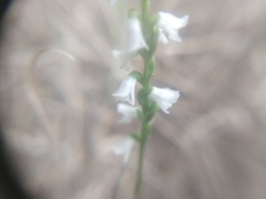 Spiranthes tuberosa
