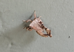 Apatelodes torrefacta