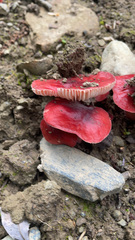 Russula rhodocephala