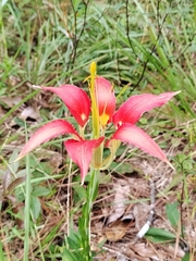 Lilium catesbaei