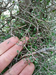 Coprosma wallii