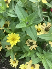 Zinniinae
