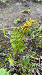 Botrychium alaskense