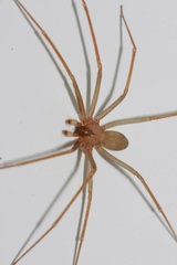 Loxosceles rufescens