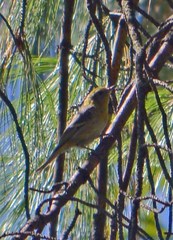 Peucedramus taeniatus