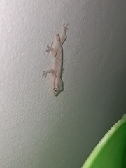 Gekkonidae