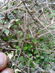 Coprosma wallii