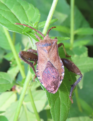 Piezogaster calcarator