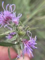 Asphondylia lacinariae