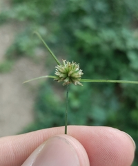 Cyperus lupulinus