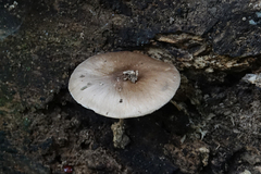 Pluteus