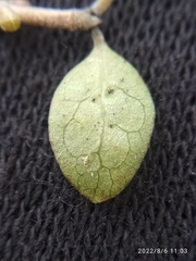 Coprosma wallii