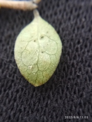 Coprosma wallii