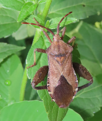 Piezogaster calcarator