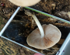 Pluteus