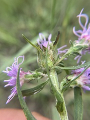 Asphondylia lacinariae