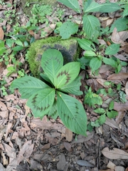 Persicaria filiformis