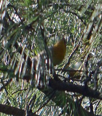 Peucedramus taeniatus