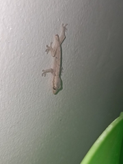 Gekkonidae