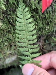 Polystichum hancockii