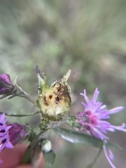 Asphondylia lacinariae