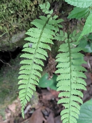 Polystichum hancockii