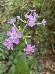 Phlox