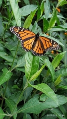 Danaus plexippus plexippus