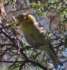 Peucedramus taeniatus