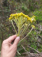 Espeletia corymbosa