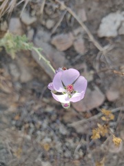 Malacothamnus fasciculatus