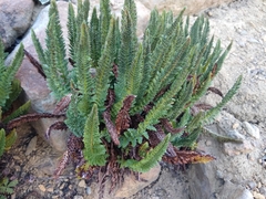 Polystichum lemmonii