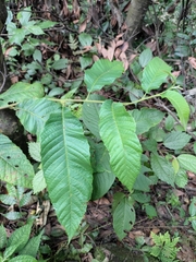 Fagaceae