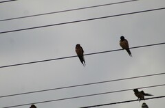 Hirundo rustica erythrogaster
