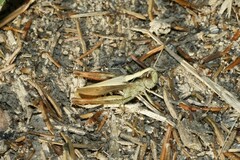 Gomphocerippus rufus