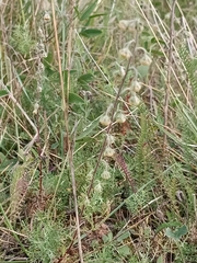 Artemisia rupestris