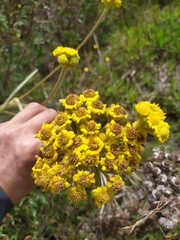 Espeletia corymbosa