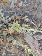 Malacothamnus fasciculatus