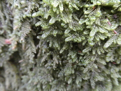 Porella platyphylla