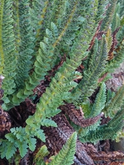 Polystichum lemmonii