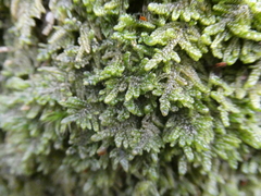 Porella platyphylla